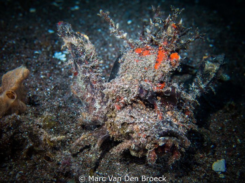camouflage by Marc Van Den Broeck 
