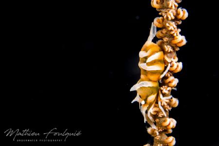 Dasycaris zanzibarica by Mathieu Foulquié 