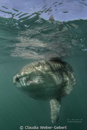 see the sun..... big Mola Mola..... by Claudia Weber-Gebert 