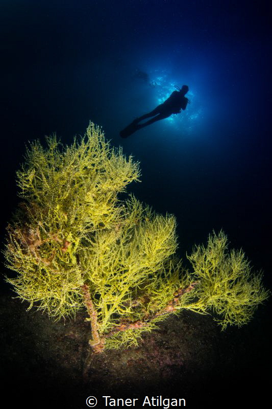 Yellow tree by Taner Atilgan 