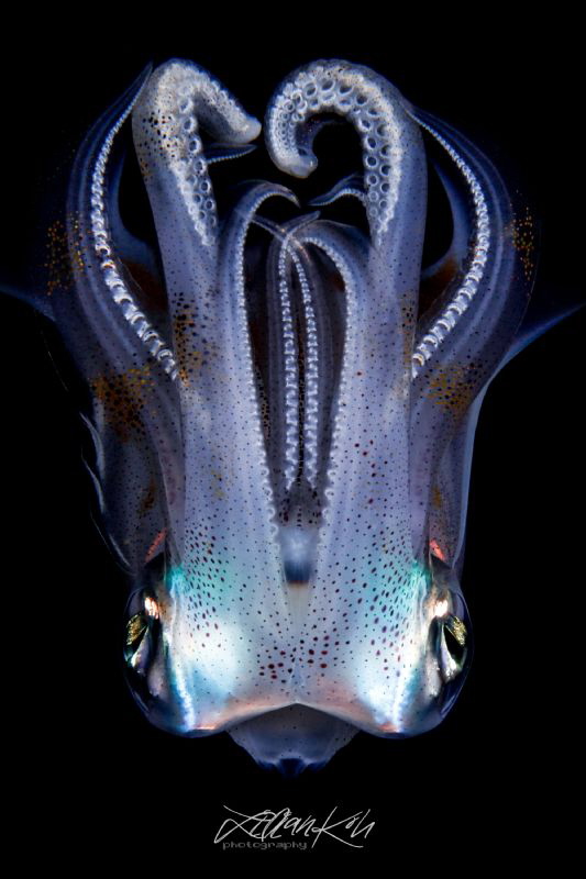 M E D U S A

Squid
(Sepioteuthis lessoniana) by Lilian Koh 
