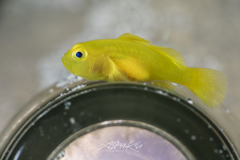 P A R K I N G

Lemon goby
(Lubricogobius exiguus) by Lilian Koh 