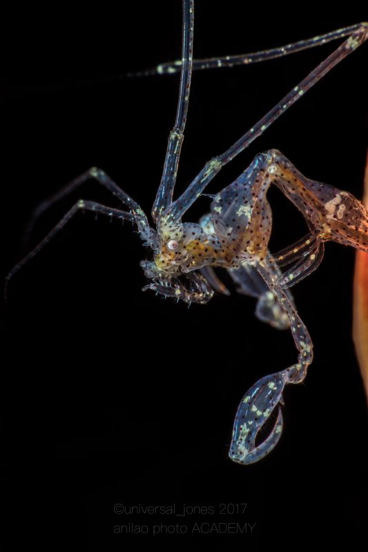 Caprella sp. by Wayne Jones 