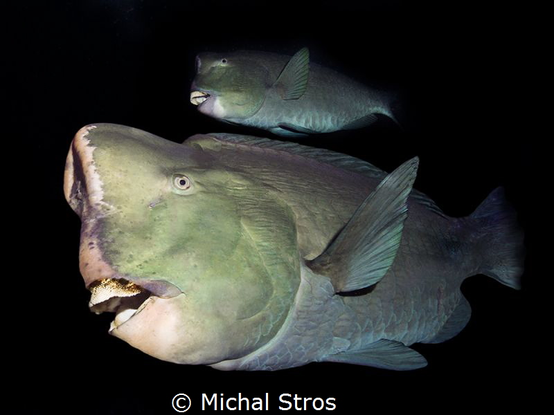 Bumphead Parrotfish near USS Liberty wreck (Tulamben) by Michal Stros 