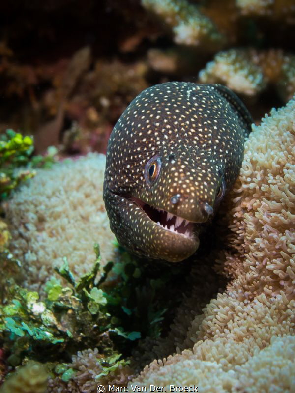 shy by Marc Van Den Broeck 