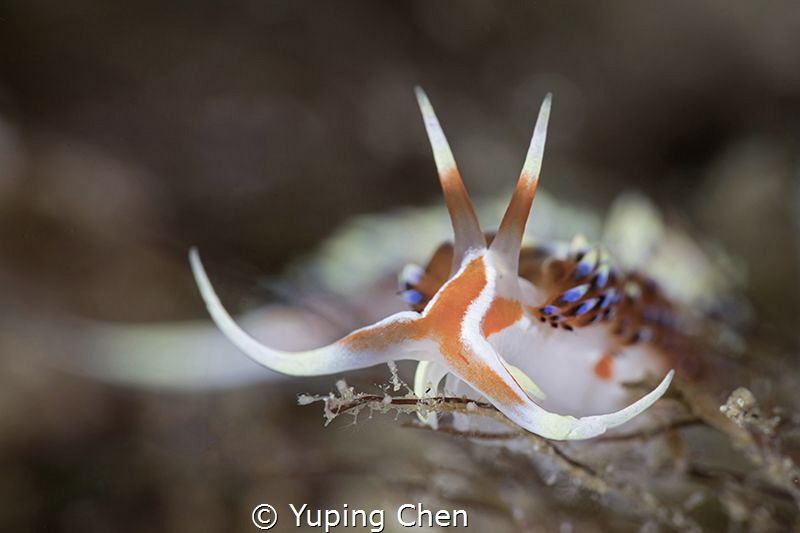 Aeolid Nudibranchs-Facelinidae/Anilao,Philippine/Canon 5D... by Yuping Chen 
