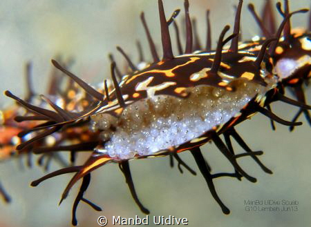 ORNATE
Lembeh by Manbd Uidive 