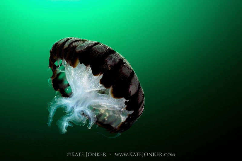 Towards the light
Compass Jellyfish by Kate Jonker 