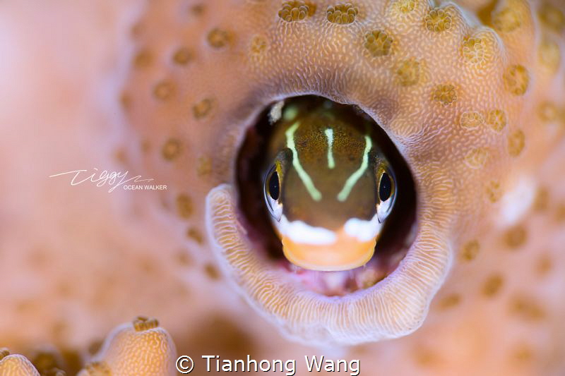 Curious by Tianhong Wang 
