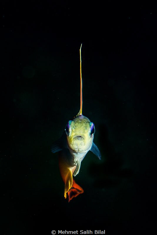 Fire gobby. by Mehmet Salih Bilal 
