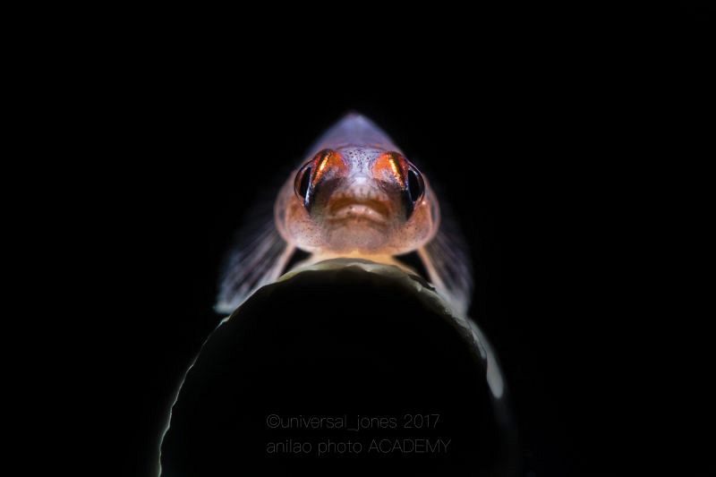 Bryaninops yongei
Retra_spective with SMCi by Wayne Jones 