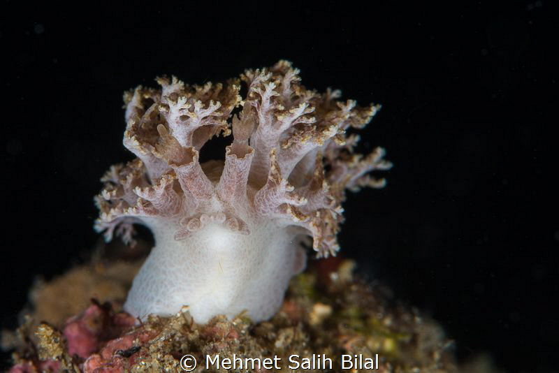 A fluffy soft coral looking nudibranch.
Marionia arbores... by Mehmet Salih Bilal 