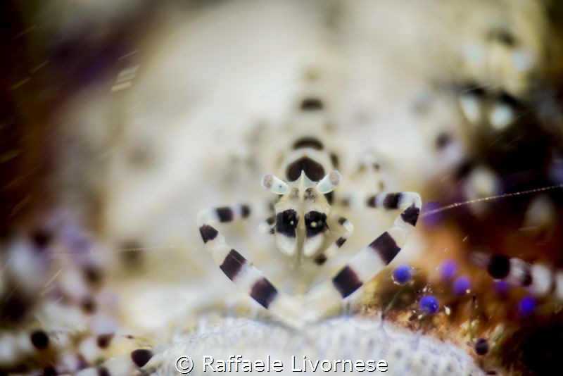 Coleman shrimp torch light by Raffaele Livornese 