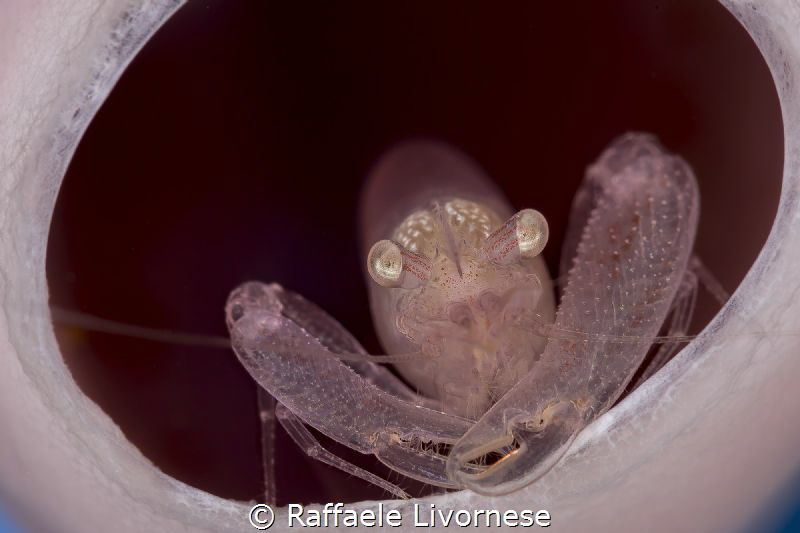 soft coral commensal shrimp by Raffaele Livornese 