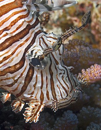 Lionfish from Fiji. Nikon D100 with 60mm lens. by Jim Chambers 