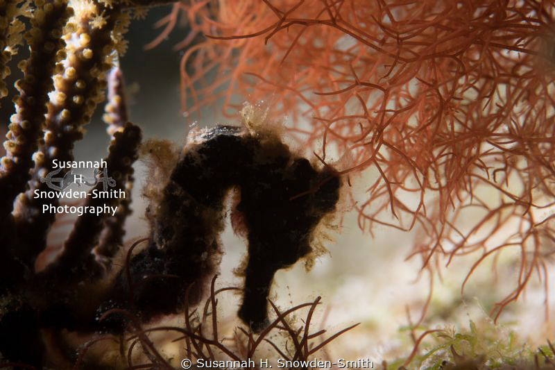 "Black Beauty" - Because of the seahorse's dark color, I ... by Susannah H. Snowden-Smith 