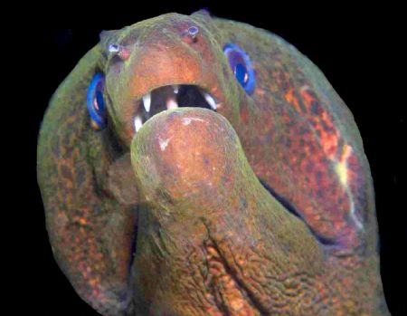 Happy Moray at Marsa Alam... by Malcolm Nimmo 