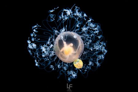 Immortal jelly fish by Liang Fu 
