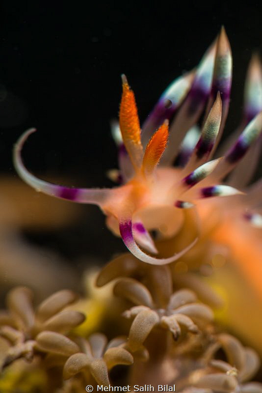 Flabellina ad coral polyps. by Mehmet Salih Bilal 
