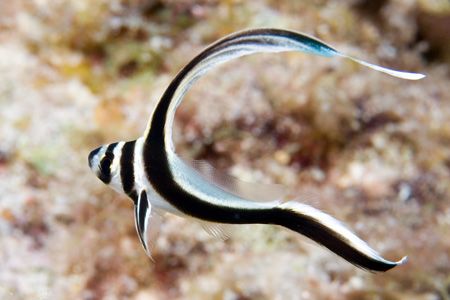 Juvenile Drum! Finally, I got a decent shot of one while ... by Larissa Roorda 