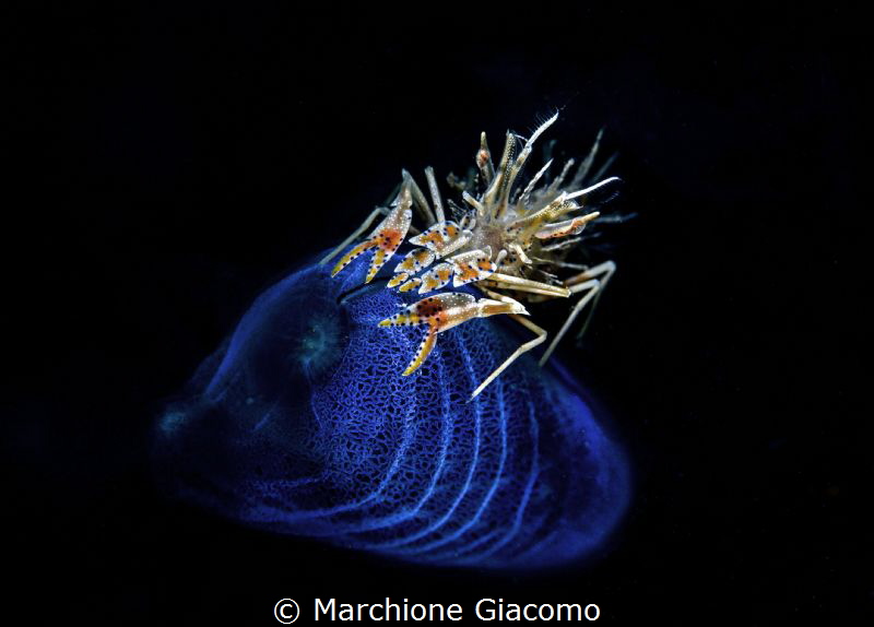 Tiger . Lembeh strait . Nikon D800E with 105 macro and sn... by Marchione Giacomo 