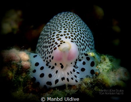 COWRE
3P Romblon by Manbd Uidive 