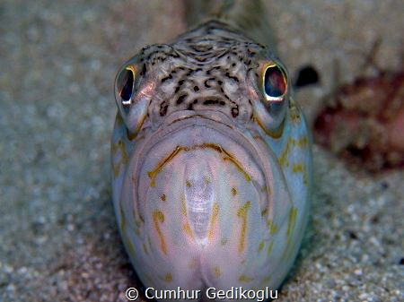 Trachinus draco by Cumhur Gedikoglu 
