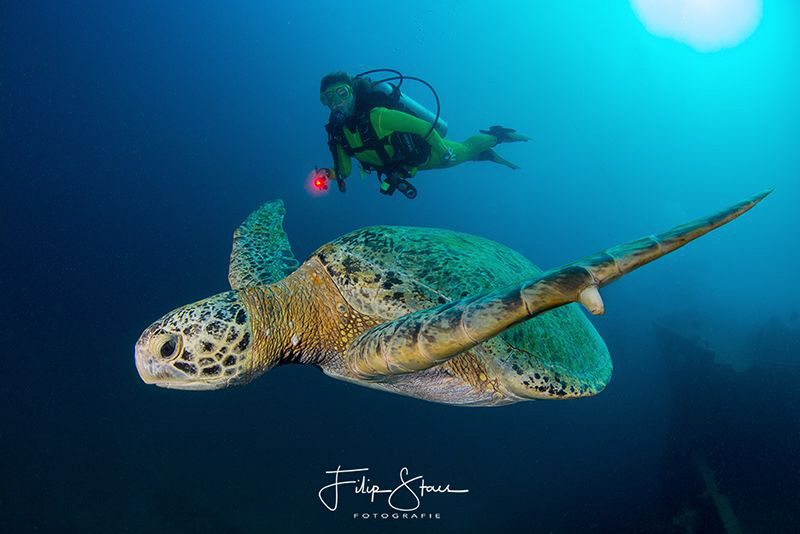 Turtle at the Fang Ming wreck, La Paz, Mexico. by Filip Staes 