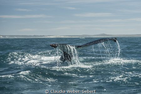 fluke...
humpbacks at the westcoast of SA by Claudia Weber-Gebert 