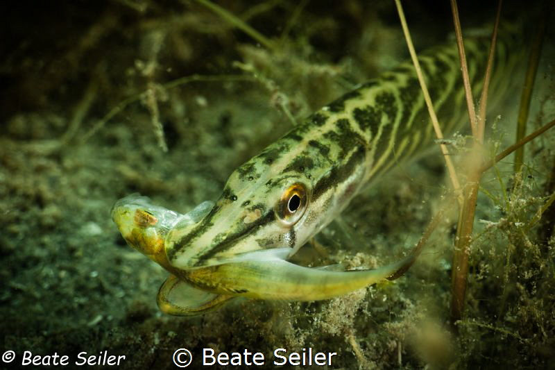 Baby pike feeding by Beate Seiler 