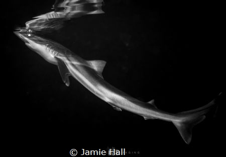 Coming up for air. by Jamie Hall 