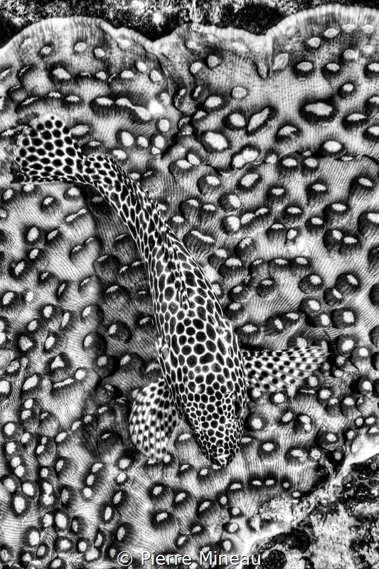 Honeycomb grouper. I loved the juxtaposition of the stron... by Pierre Mineau 