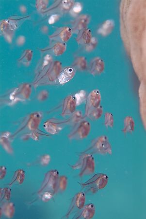 Tiny fish fry. 105mm. by Derek Haslam 