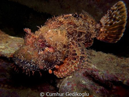 Scorpaena scrofa
BALANCE by Cumhur Gedikoglu 