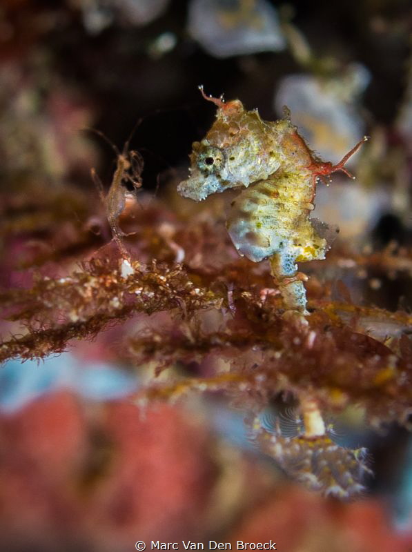 macroworld by Marc Van Den Broeck 