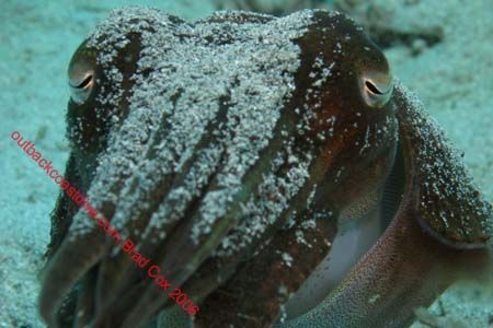 Cuttlefish Indo by Brad Cox 