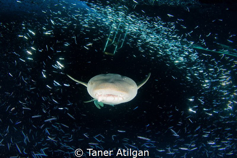 feeding time by Taner Atilgan 