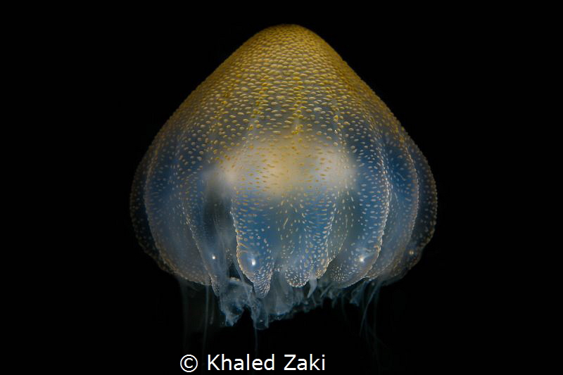 Pulp Fiction  The last jelly fish in the area for 2017 by Khaled Zaki 