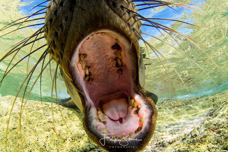 "Close encounter", La Paz, Mexico. by Filip Staes 