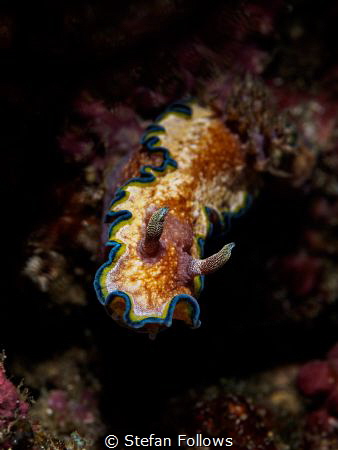 Lurker

Nudibranch - Glossodoris Cincta

Padagbai, Ba... by Stefan Follows 