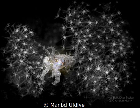 STARS
Maluku Divers by Manbd Uidive 