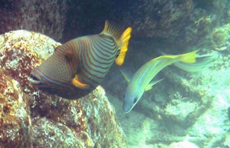 This is a gorgeous striped triggerfish with a Blue-stripe... by Shawn Holm 