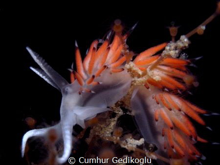 Flabellina lineata by Cumhur Gedikoglu 