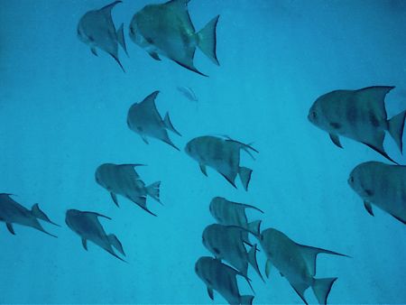 "Shadows Over The Sand" Spadefish sailing over the sand a... by Steven Anderson 