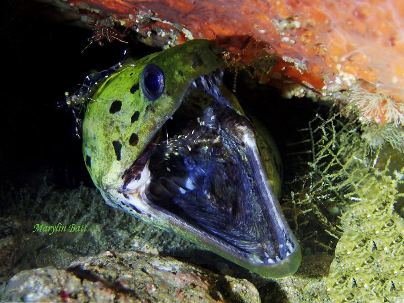 Please help it itches so bad.  Moray with several cleaner... by Marylin Batt 