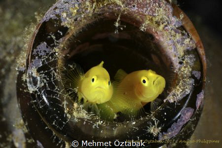 Goby family by Mehmet Öztabak 