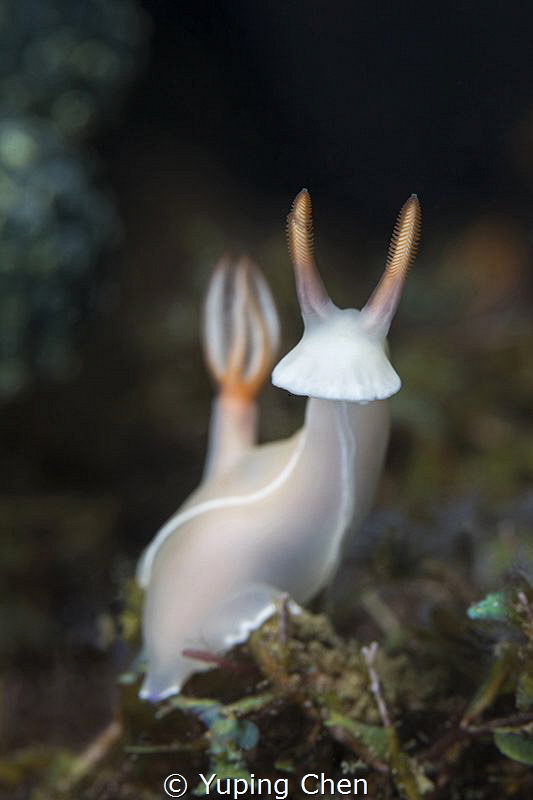 Just a Nudi./Dorid Nudibranchs//Anilao,Philippine/Canon 5... by Yuping Chen 