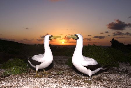 Masked Booby on sunset.
From "Ilha do Meio" at the Ferna... by João Paulo Krajewski 