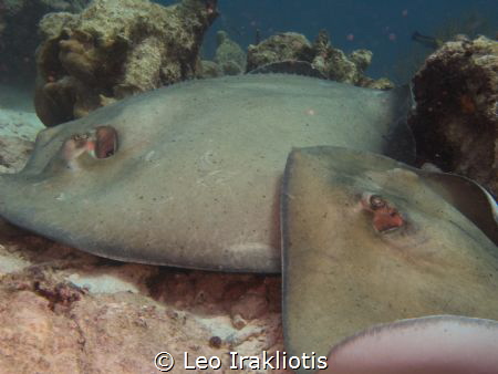 Rays matting at Bari Reef, Bonaire, July 2017. by Leo Irakliotis 