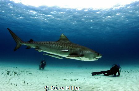 Lounging with Tigers/Canon 5D Mark II, fisheye lens, Ikel... by Dave Miller 